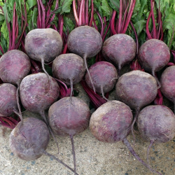 Burak Braco f1 50 000 nasion precyzja st